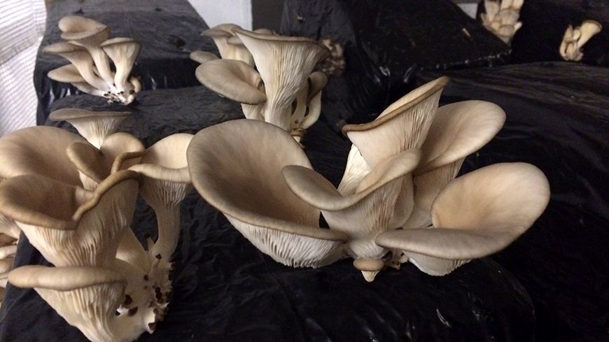 Dried organic Mifroom pieces on a wooden surface, showcasing its textured, fibrous appearance and natural earthy tones